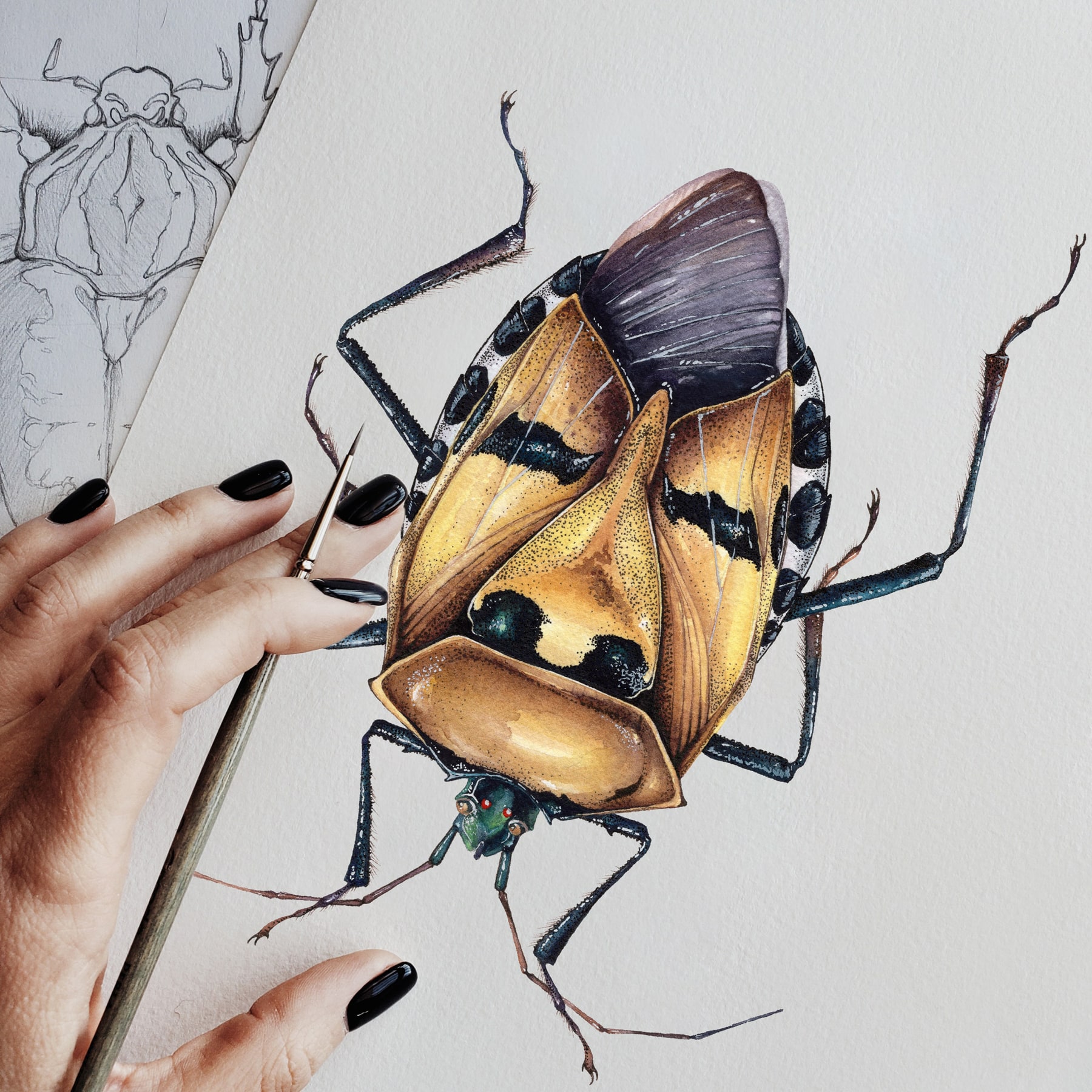 Man-faced Stink Bug (Catacanthus incarnatus) Watercolour Giclée Print