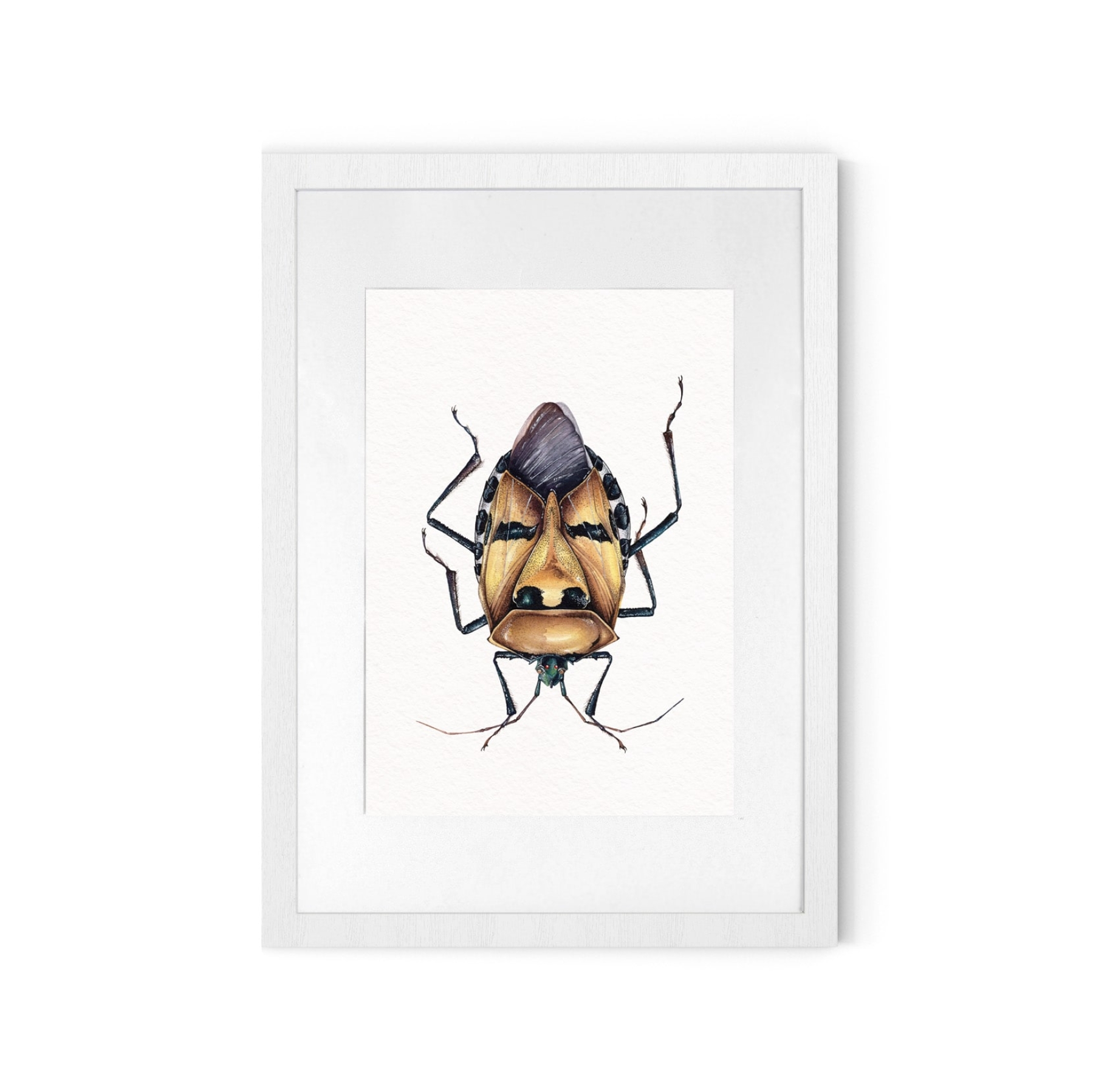Man-faced Stink Bug (Catacanthus incarnatus) Watercolour Giclée Print