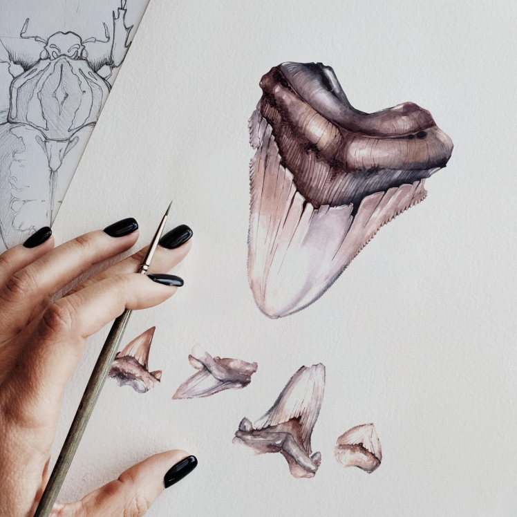 Ukrainian glossopetrae Shark Watercolour Giclée Print