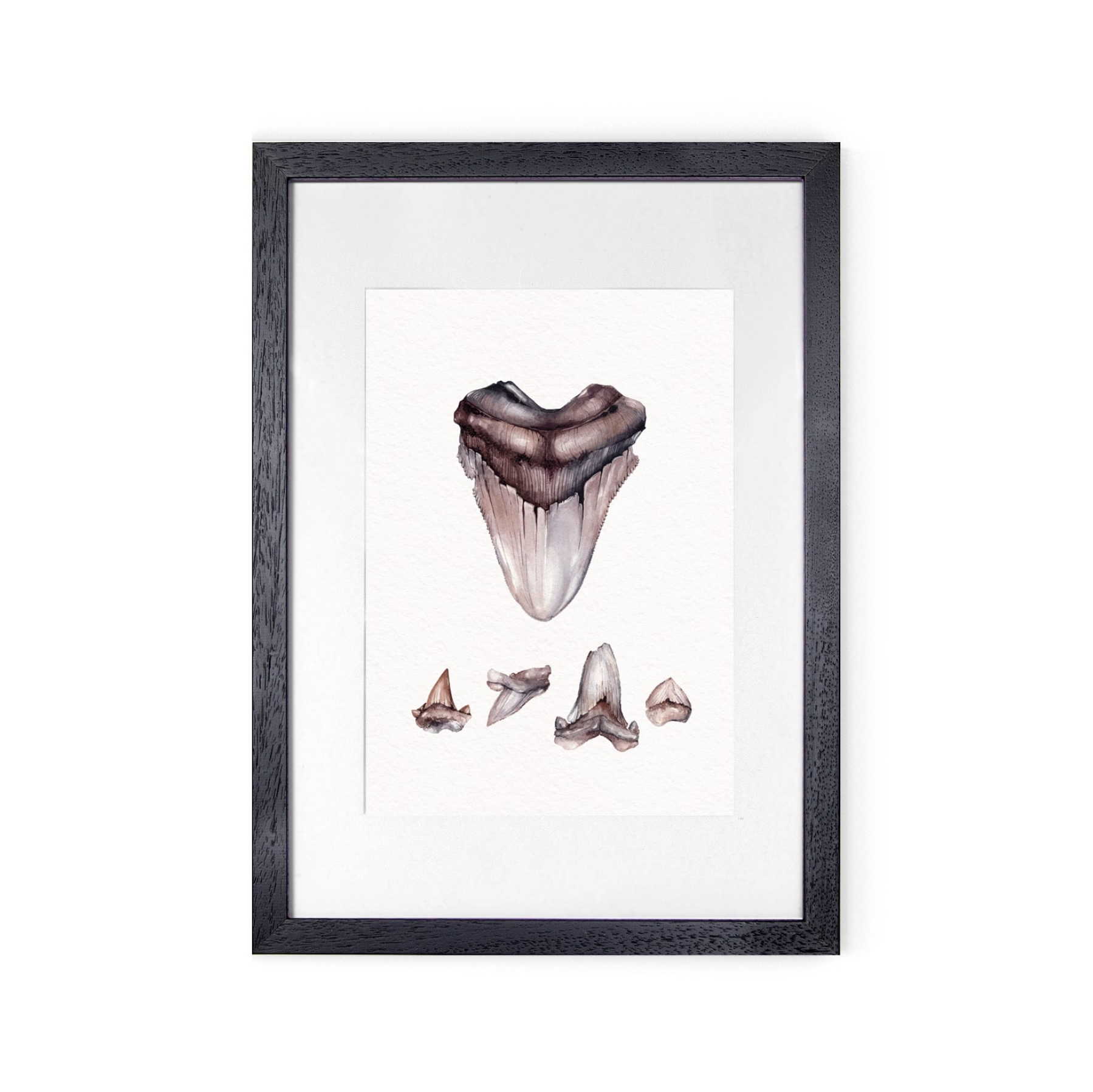 Ukrainian glossopetrae Shark Watercolour Giclée Print Ukrainian glossopetrae Shark Watercolour Giclée Print