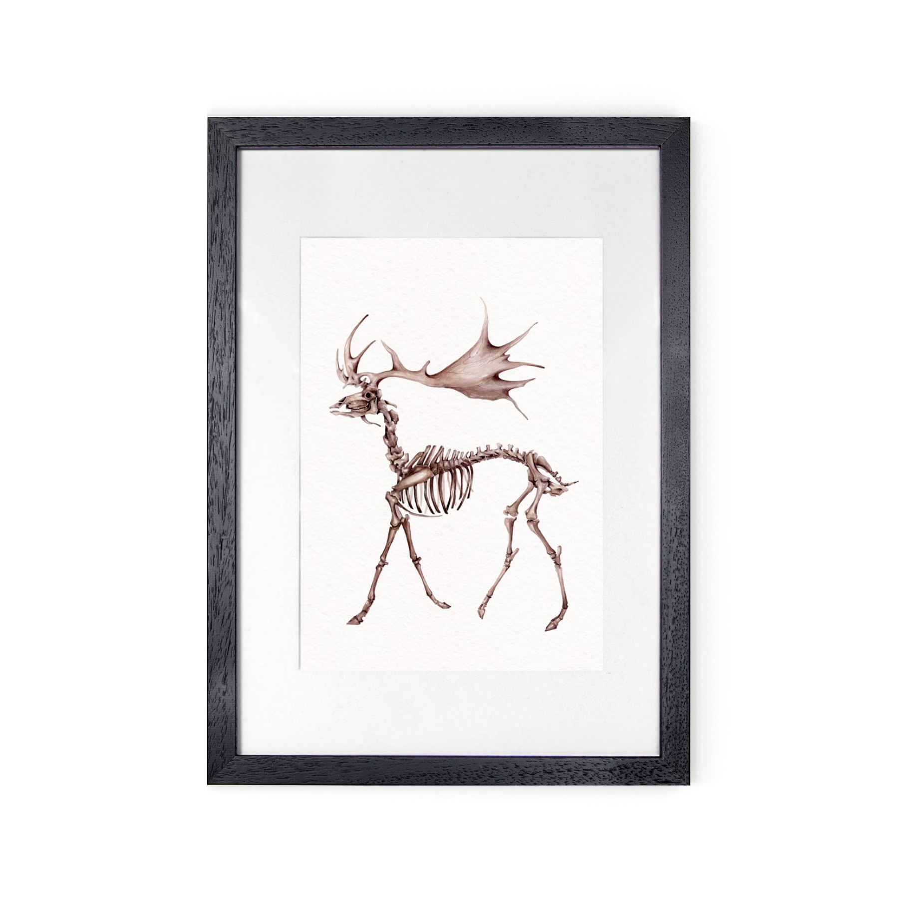 Megaloceros Watercolour Giclée Print