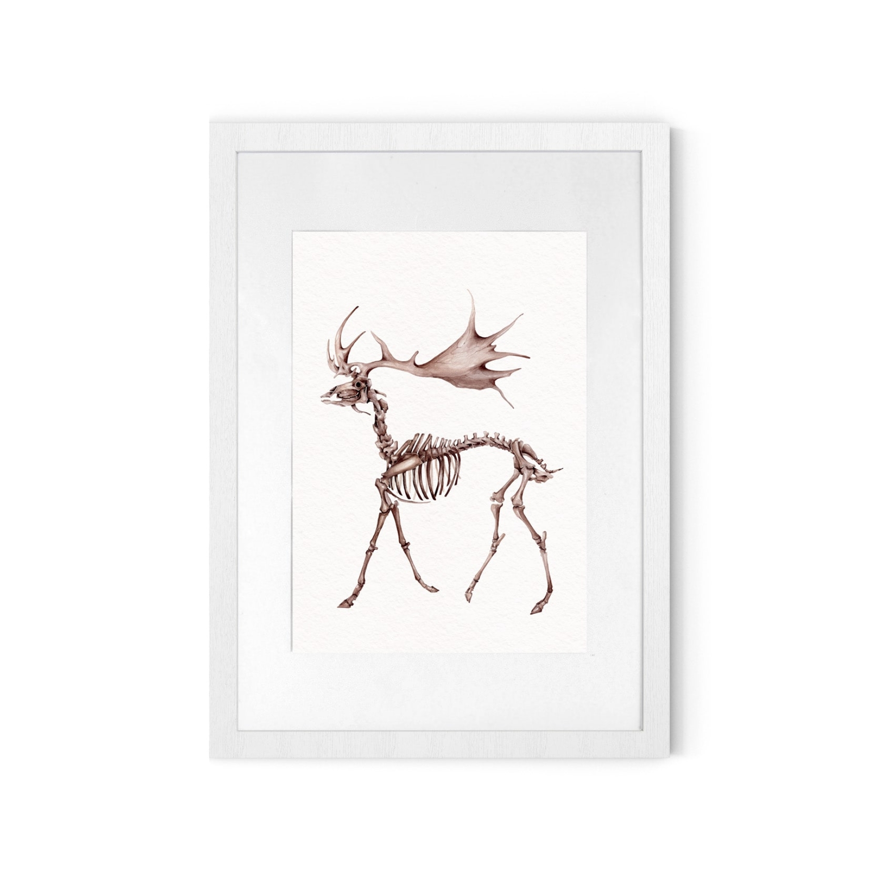Megaloceros Watercolour Giclée Print