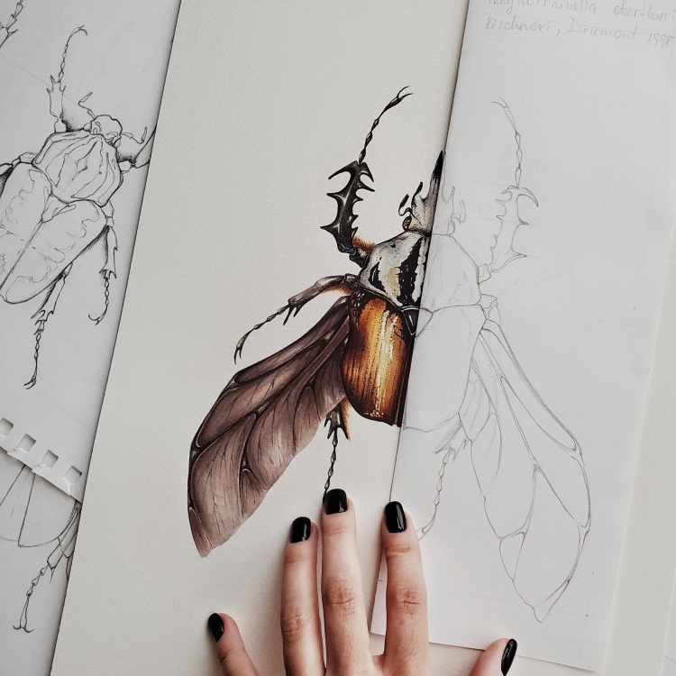 African Flower Beetle (Mecynorrhina oberthuri) Watercolour Giclée Print