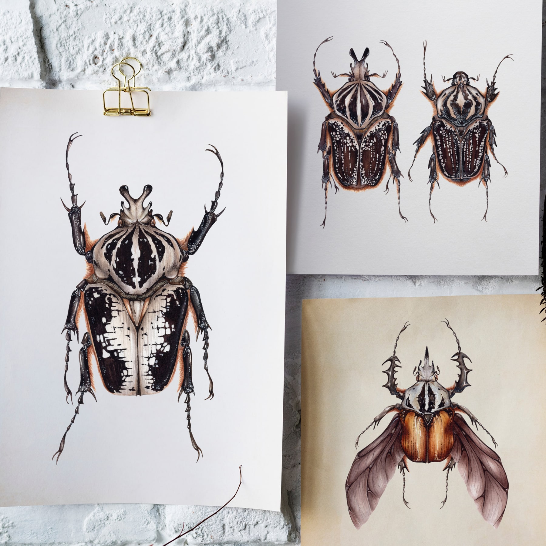 African Flower Beetle (Mecynorrhina oberthuri) Watercolour Giclée Print