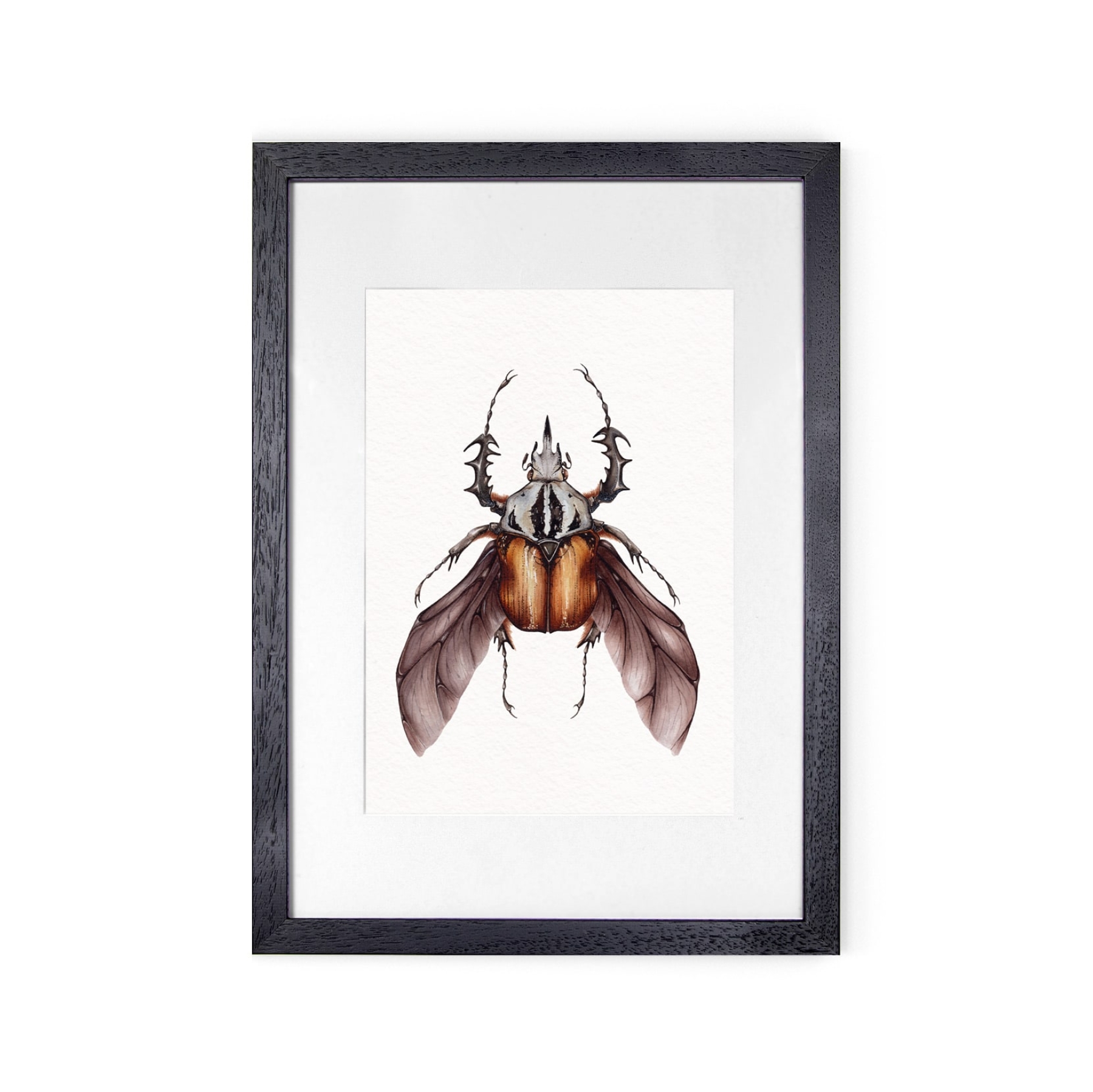 African Flower Beetle (Mecynorrhina oberthuri) Watercolour Giclée Print