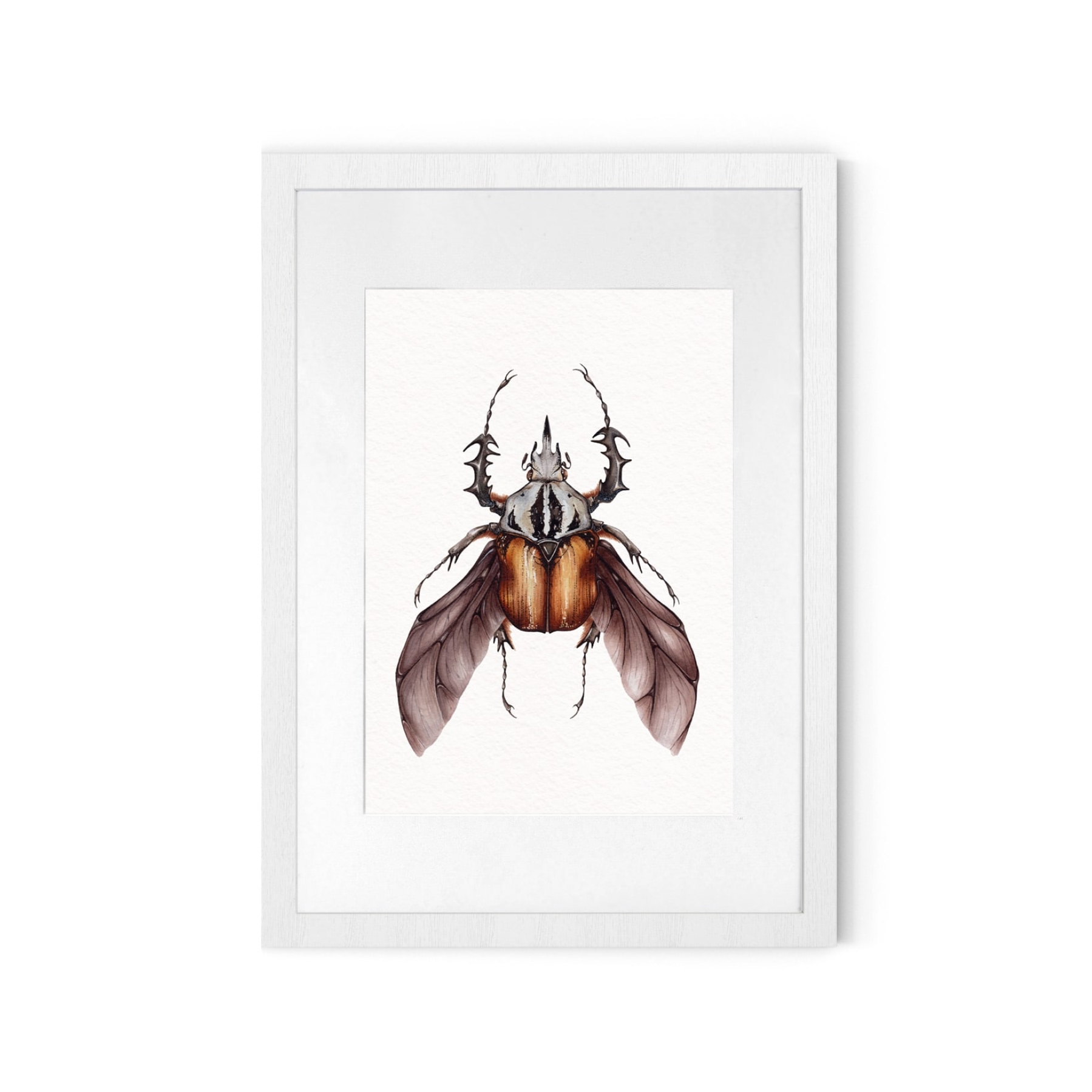 African Flower Beetle (Mecynorrhina oberthuri) Watercolour Giclée Print