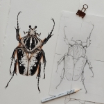 Minibeast Male Royal Goliath Beetle (Goliathus regius) Watercolour Giclée Print
