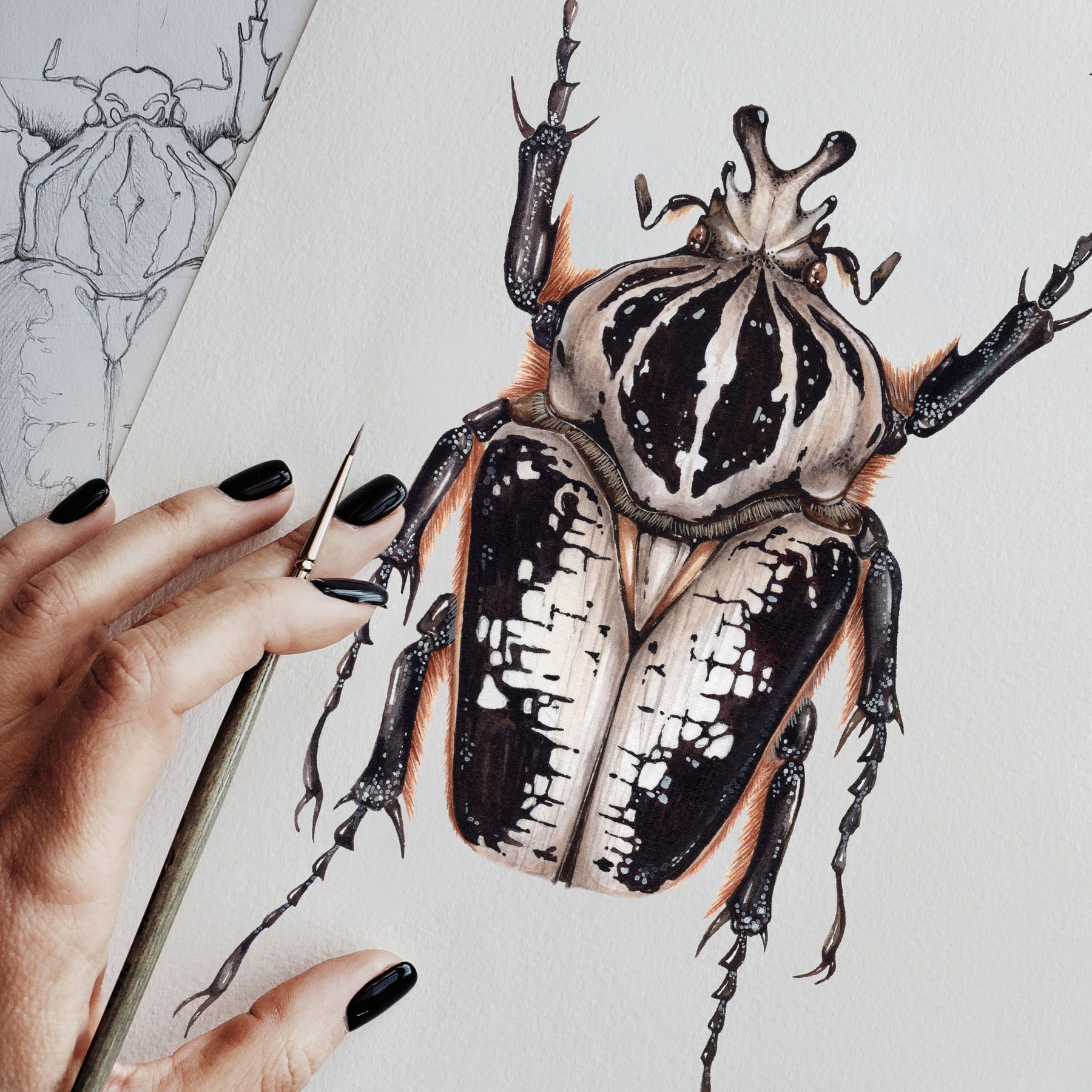 Male Royal Goliath Beetle (Goliathus regius) Watercolour Giclée Print