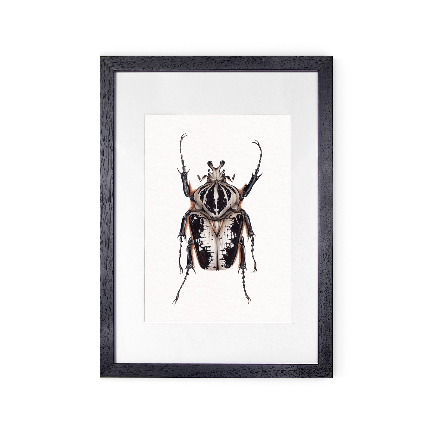 Male Royal Goliath Beetle (Goliathus regius) Watercolour Giclée Print