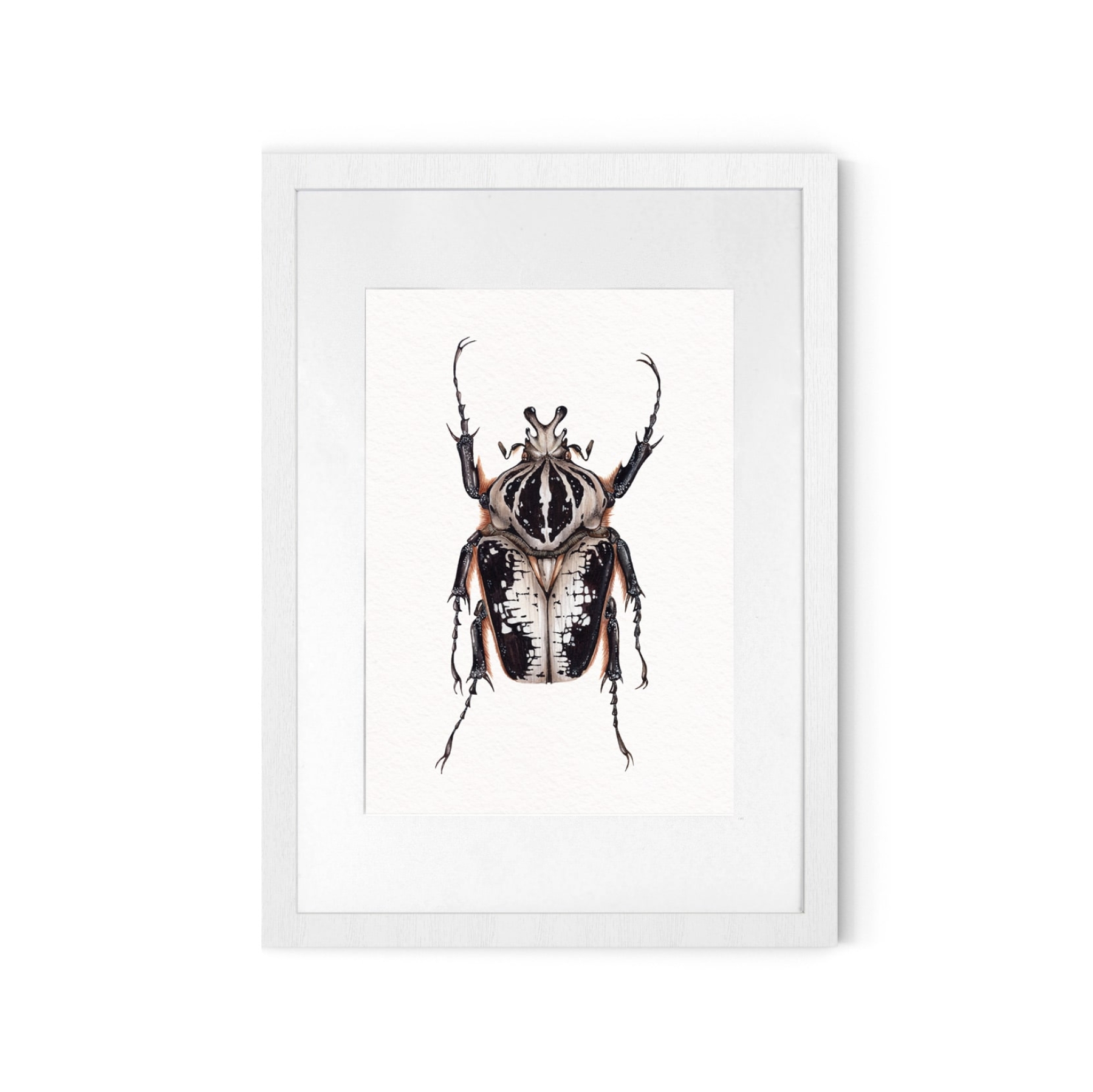 Male Royal Goliath Beetle (Goliathus regius) Watercolour Giclée Print