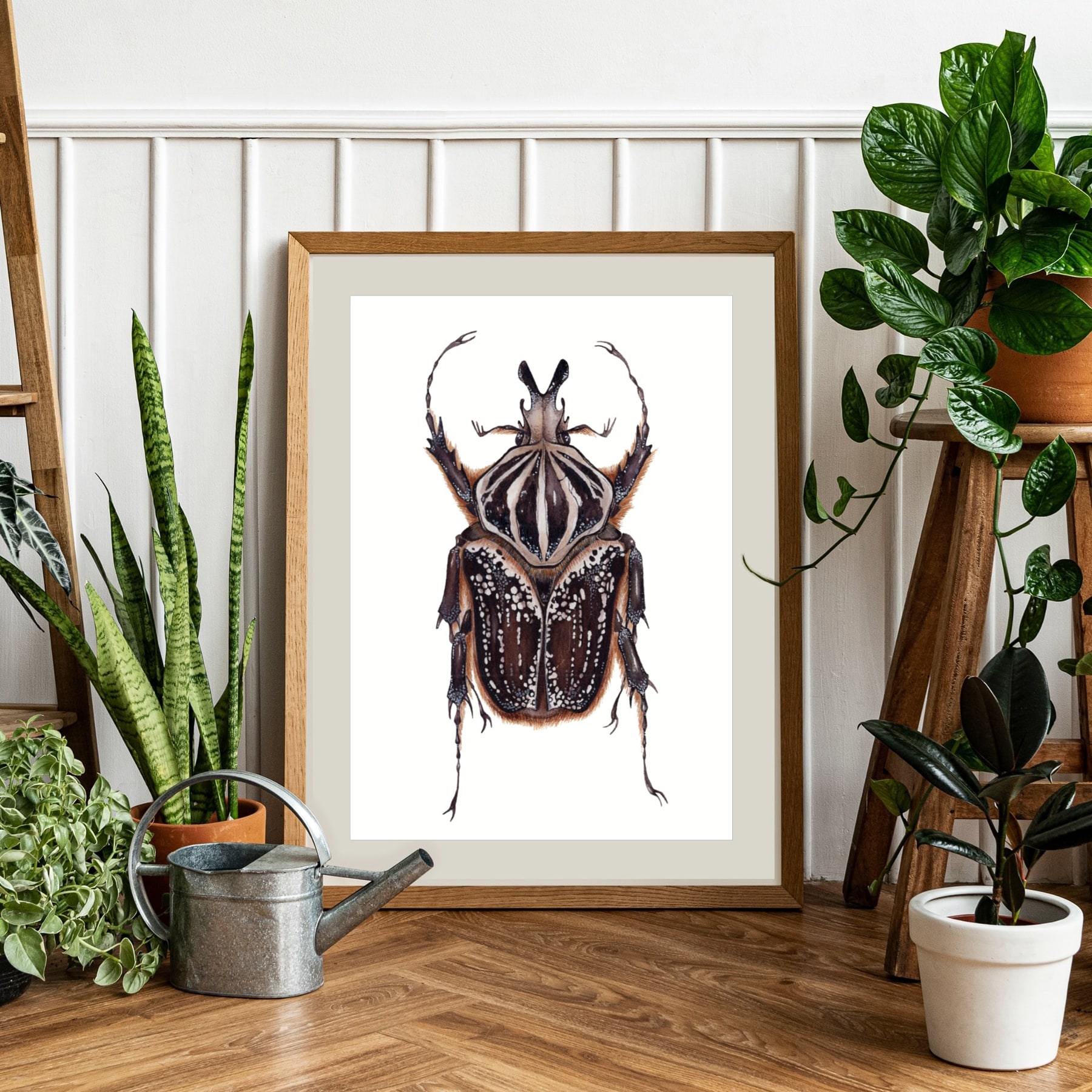 Male Goliathus goliatus conspersus Watercolour Giclée Print