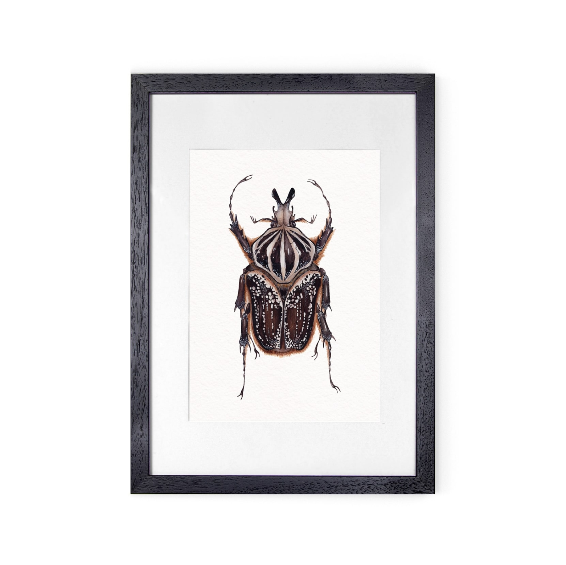 Male Goliathus goliatus conspersus Watercolour Giclée Print
