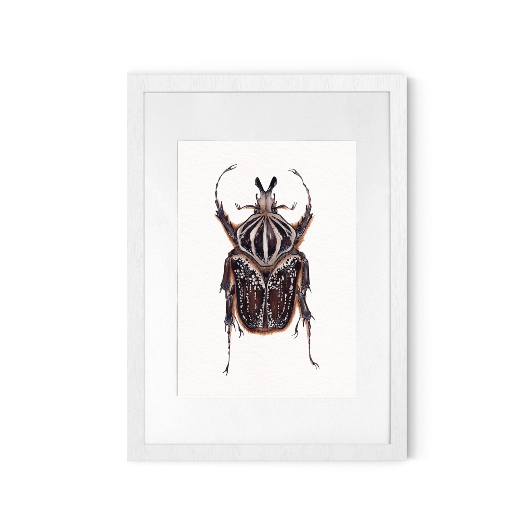 Male Goliathus goliatus conspersus Watercolour Giclée Print