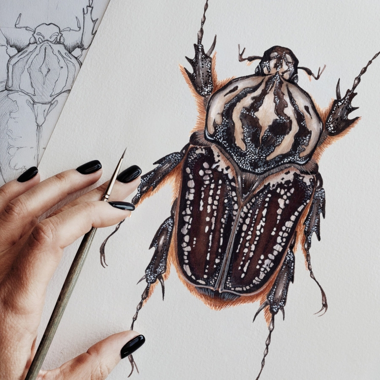 Female Goliathus goliatus conspersus Watercolour Giclée Print