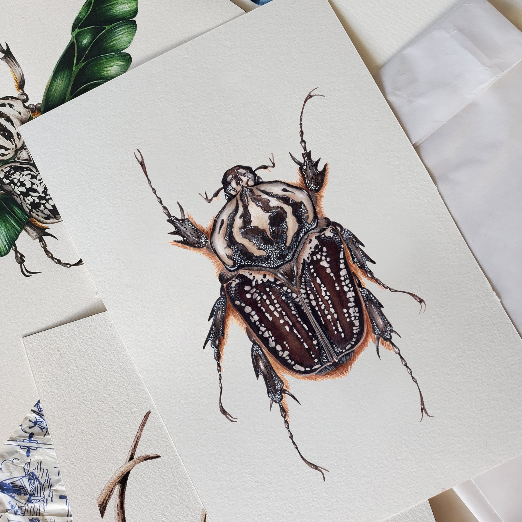 Female Goliathus goliatus conspersus Watercolour Giclée Print Female Goliathus goliatus conspersus Watercolour Giclée Print
