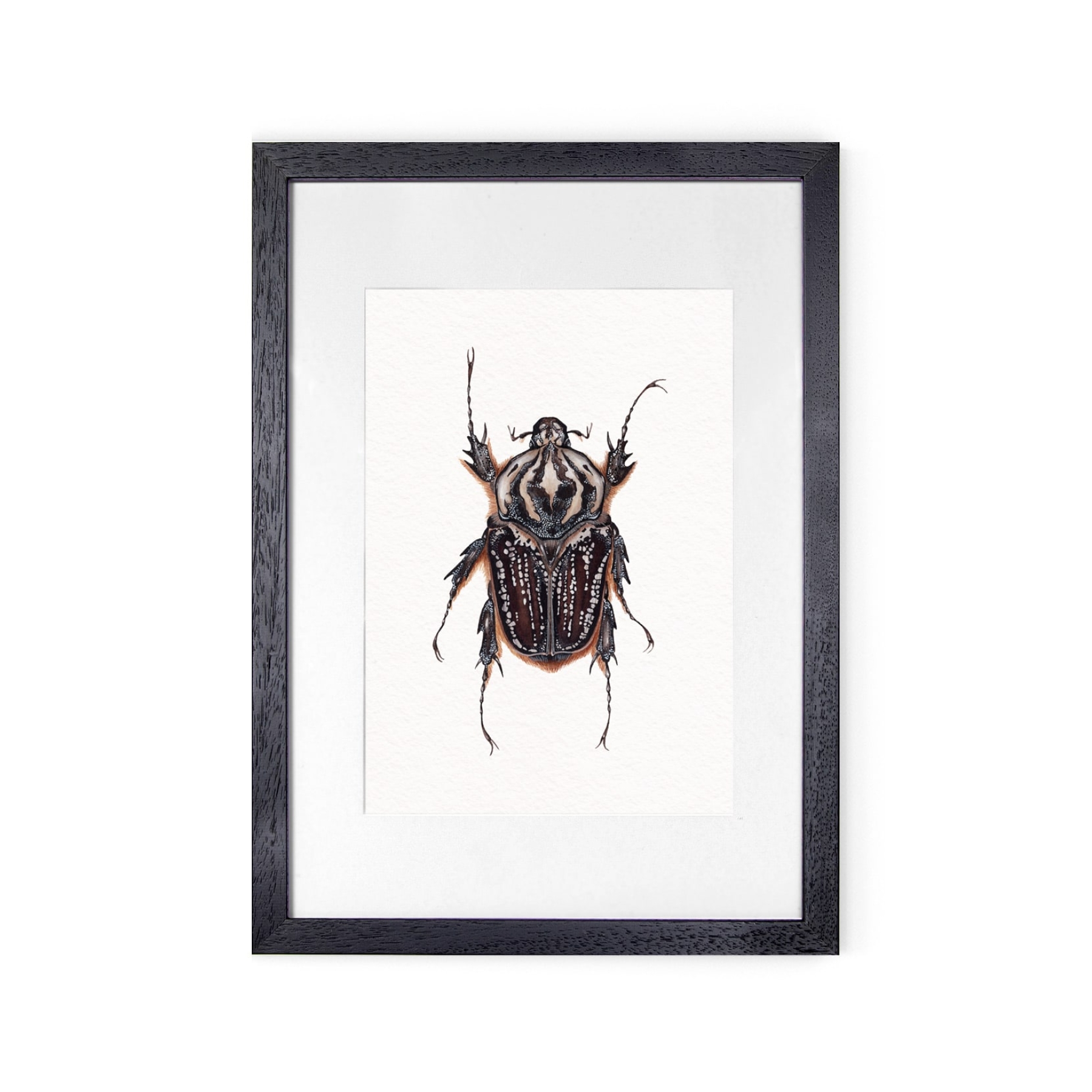 Female Goliathus goliatus conspersus Watercolour Giclée Print Female Goliathus goliatus conspersus Watercolour Giclée Print