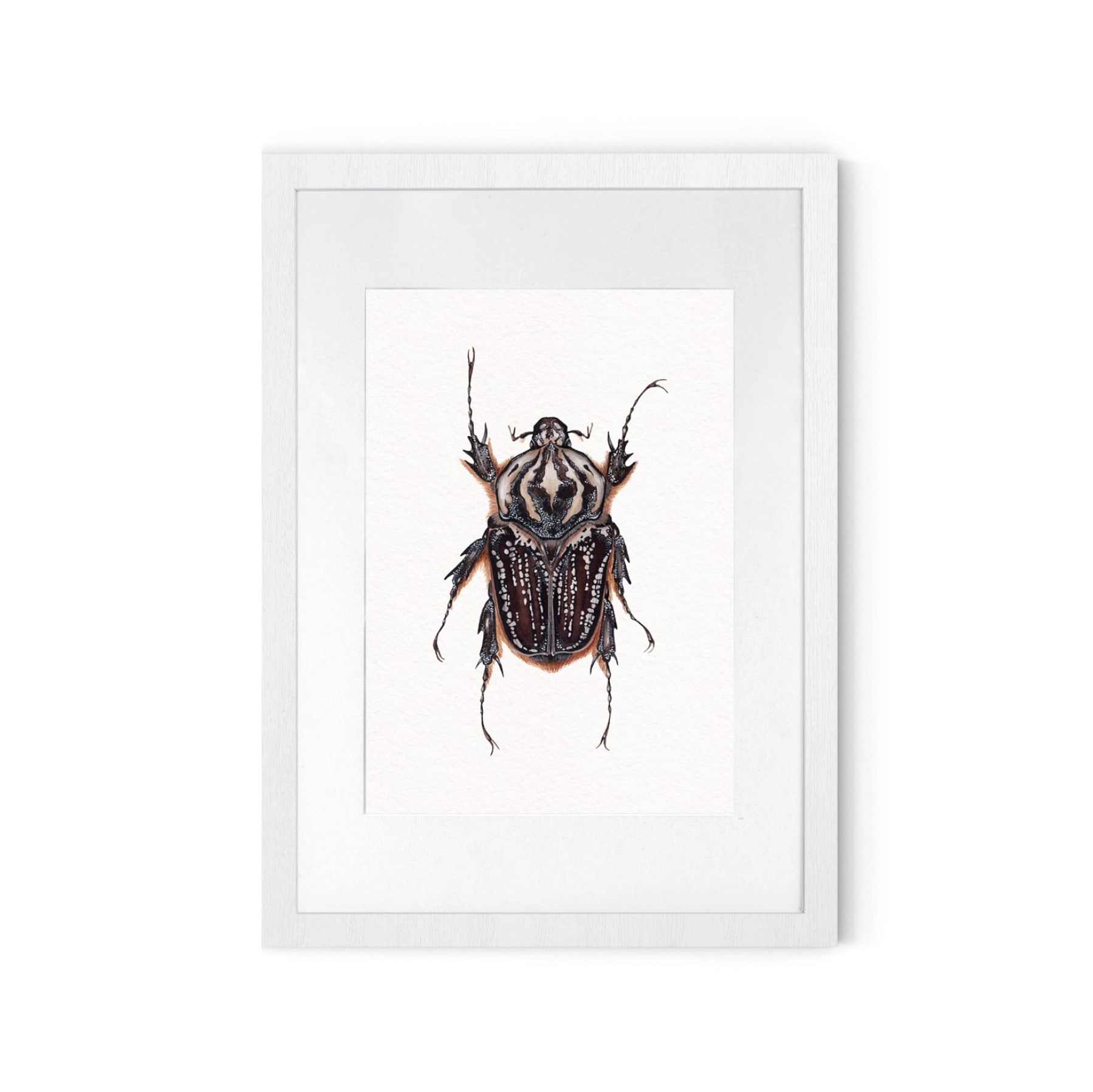 Female Goliathus goliatus conspersus Watercolour Giclée Print Female Goliathus goliatus conspersus Watercolour Giclée Print