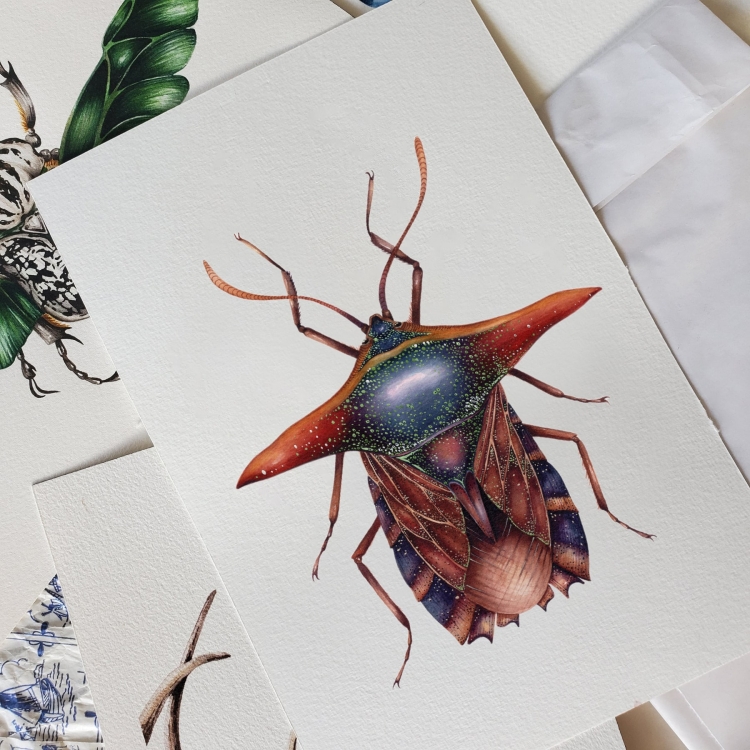 Ornate Shield Bug (Pygoplatys lancifer) Watercolour Giclée Print