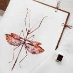 Minibeast Violet-winged Stick Insect (Didymuria violescens)