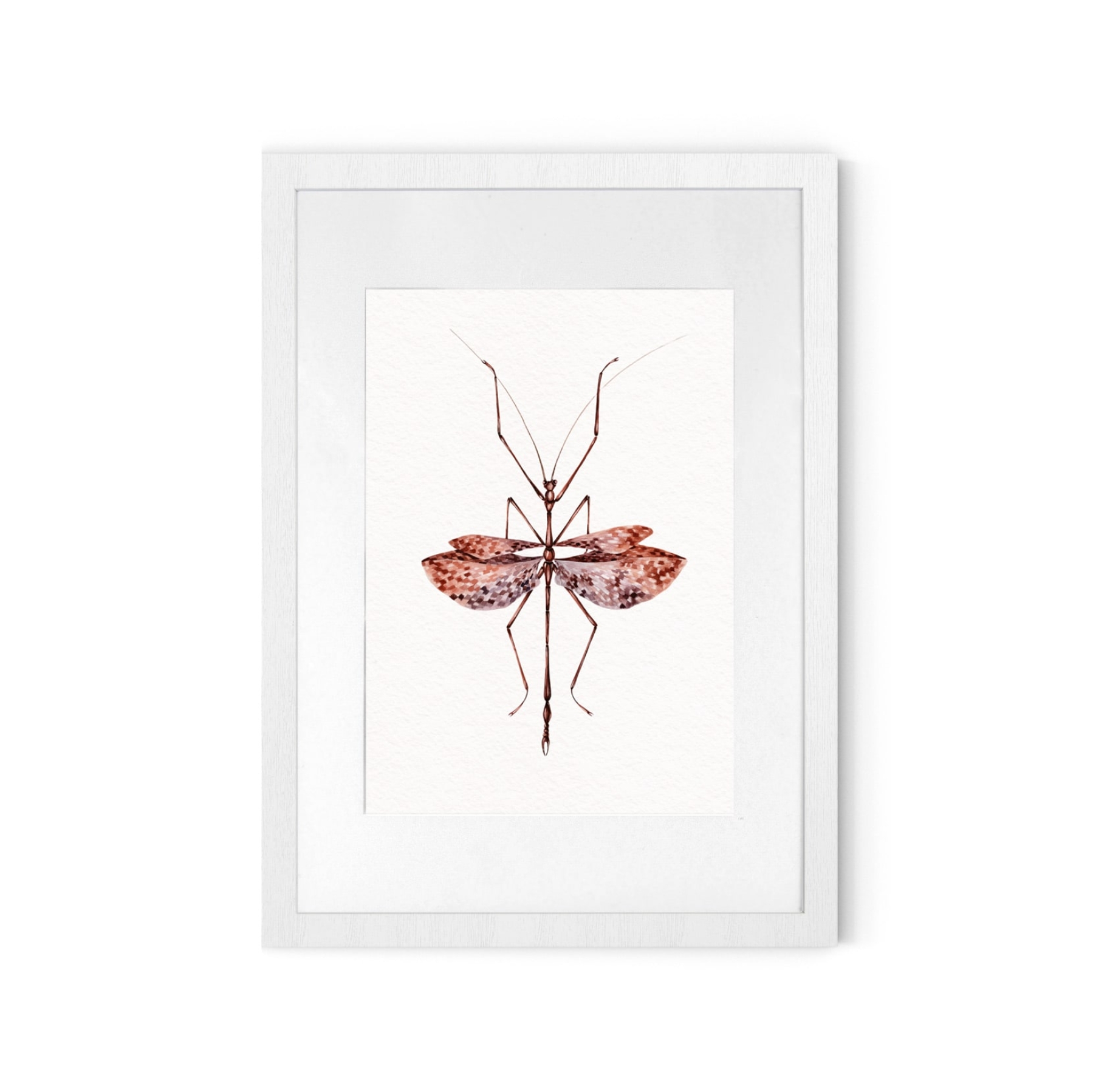 Violet-winged Stick Insect (Didymuria violescens)