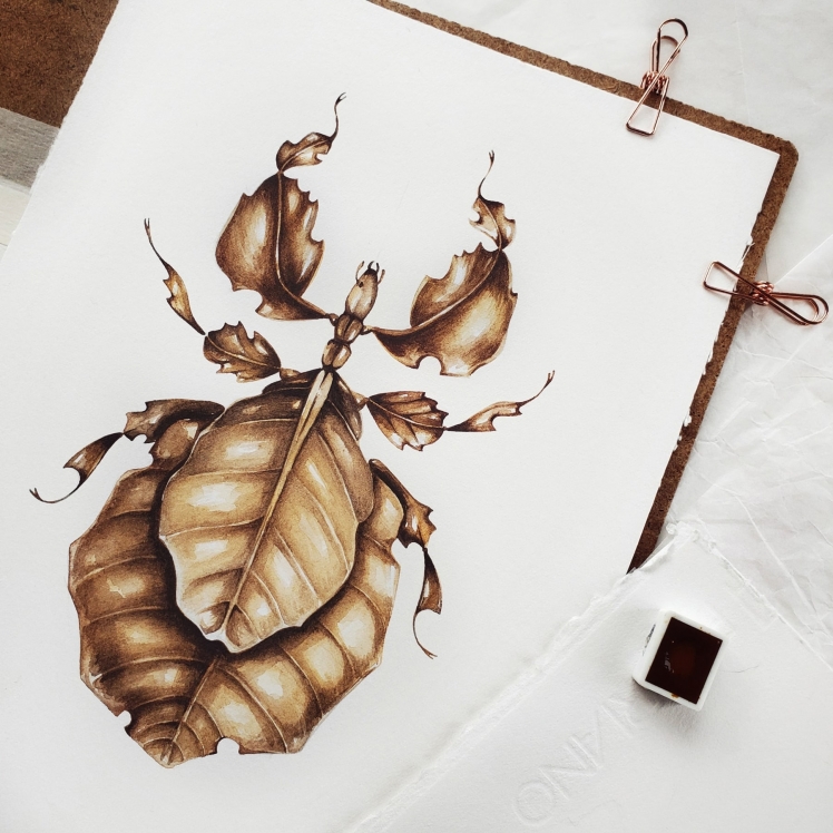 Giant Malaysian Leaf Insect (Pulchriphyllium giganteum) Watercolour Giclée Print Giant Malaysian Leaf Insect (Pulchriphyllium giganteum) Watercolour Giclée Print