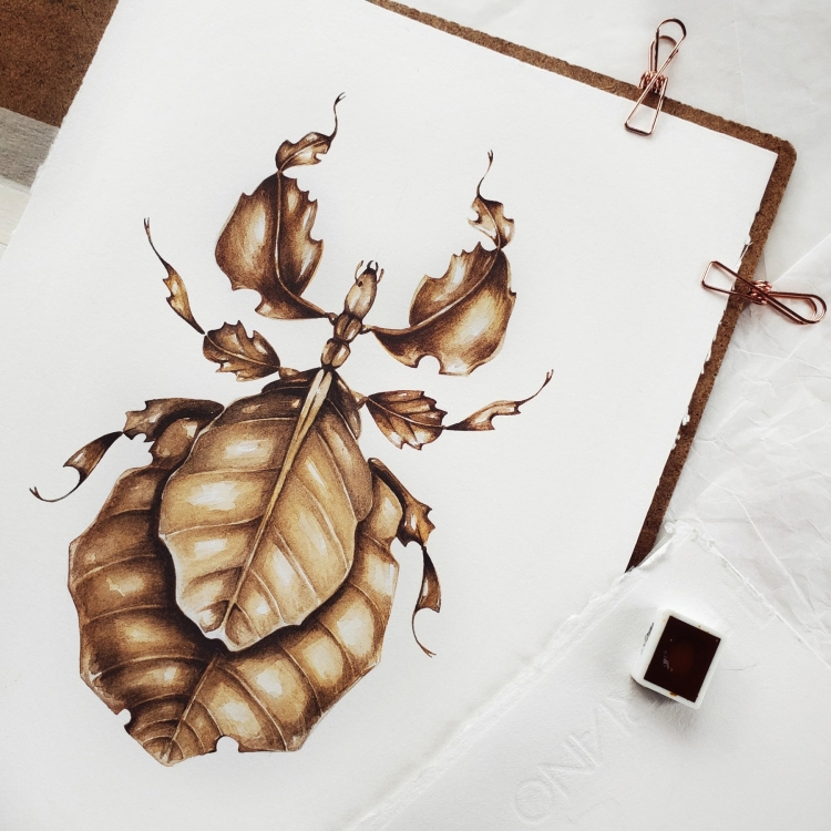 Giant Malaysian Leaf Insect (Pulchriphyllium giganteum) Watercolour Giclée Print
