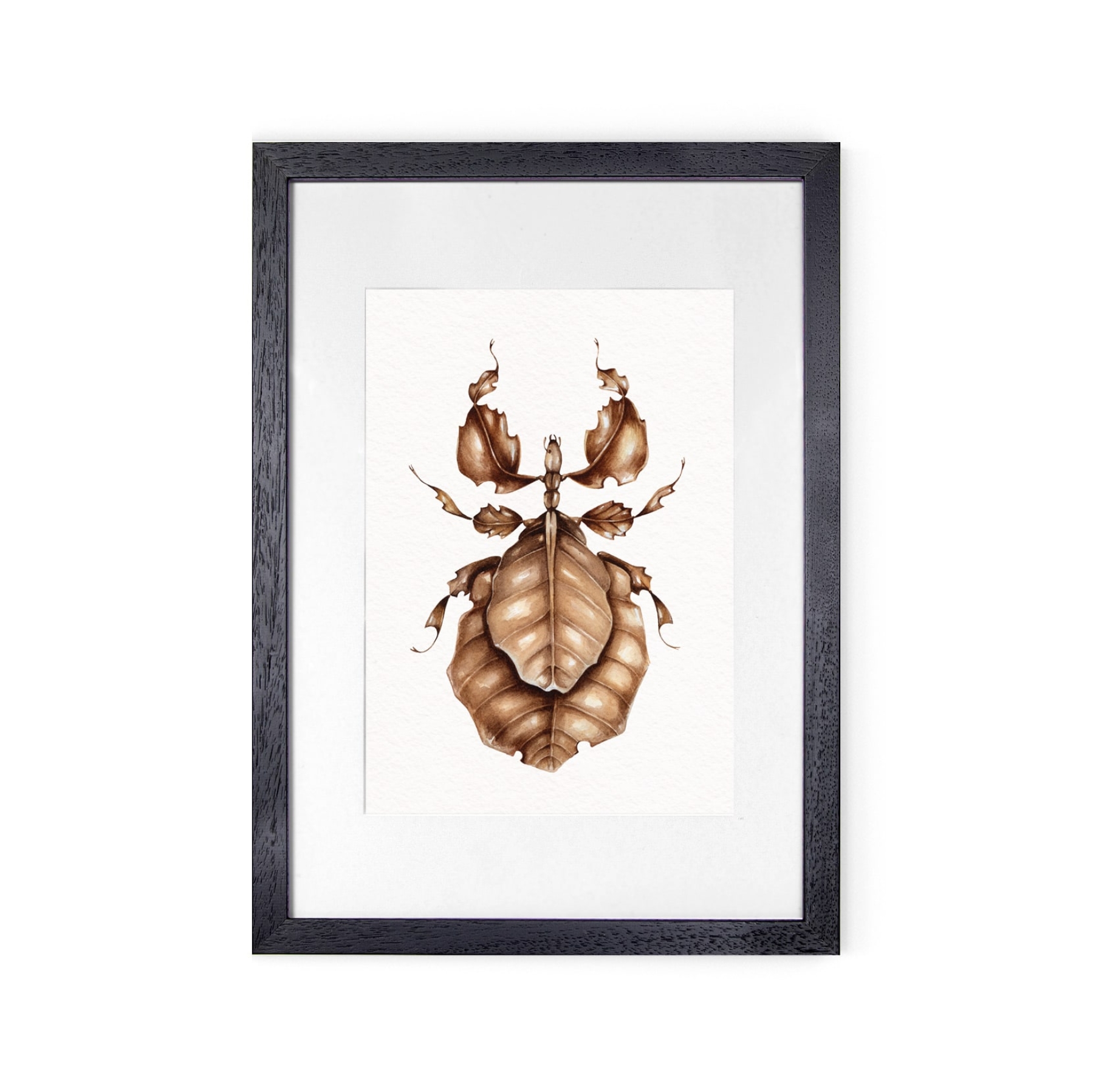Giant Malaysian Leaf Insect (Pulchriphyllium giganteum) Watercolour Giclée Print
