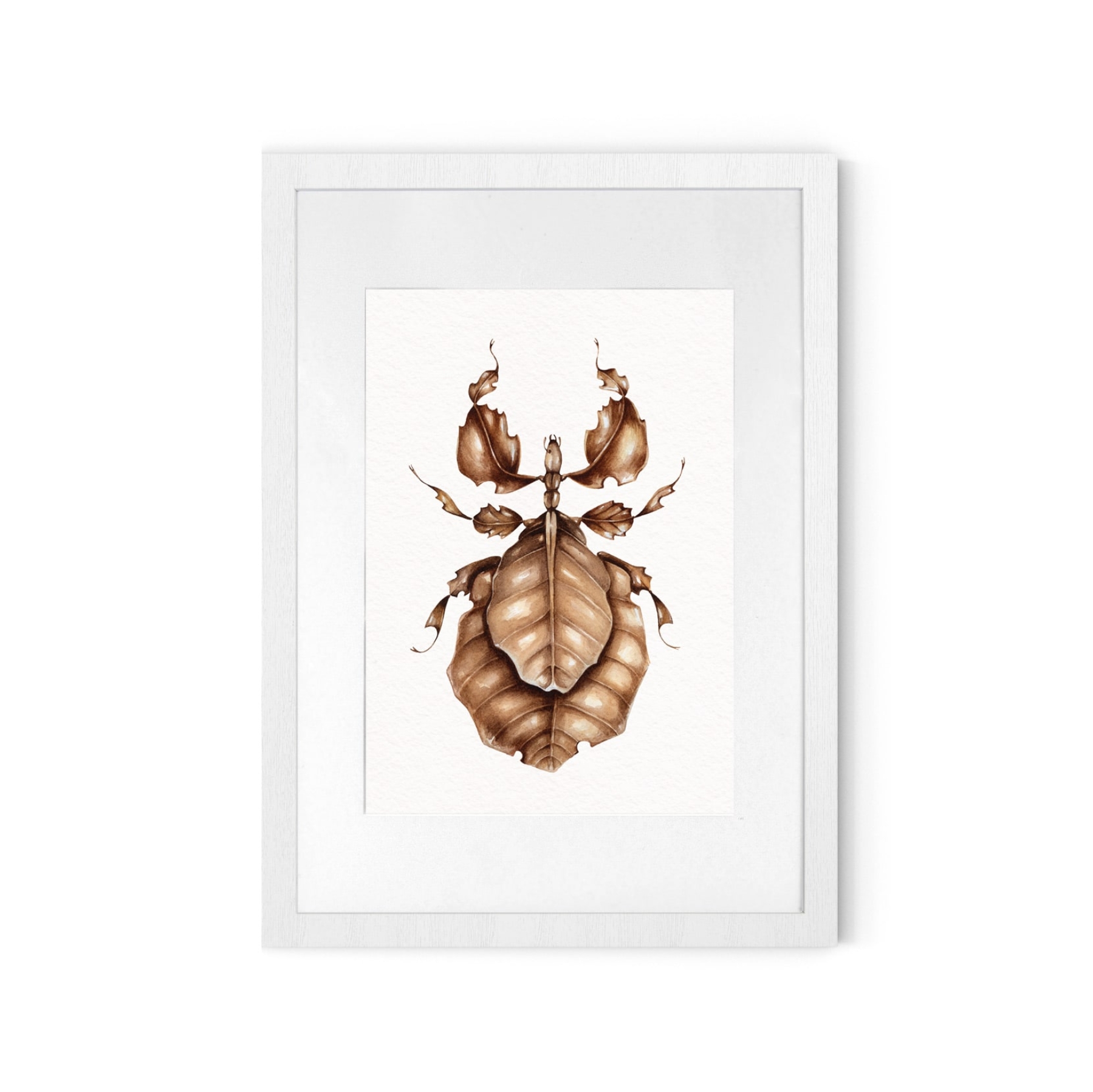 Giant Malaysian Leaf Insect (Pulchriphyllium giganteum) Watercolour Giclée Print