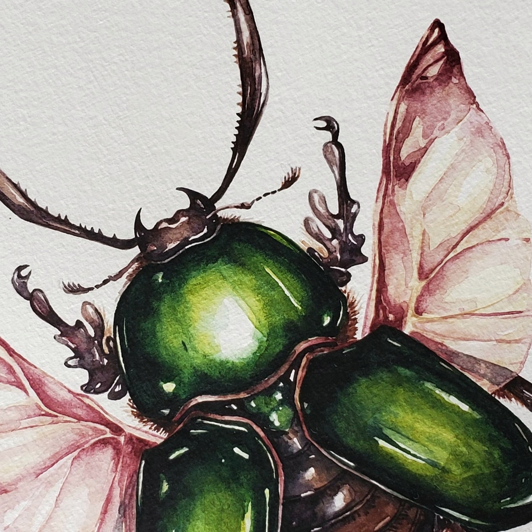 Saw Tooth Beetle (Lamprima adolphinae) Watercolour Giclée Print