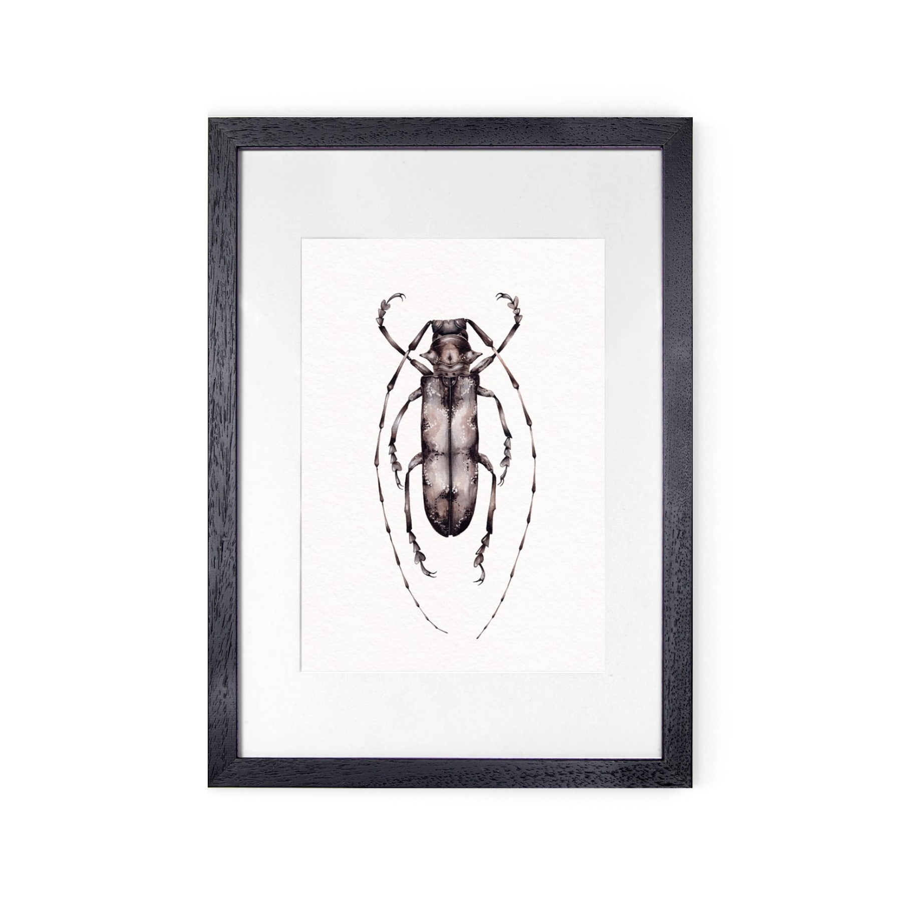 Prosopocera undulata from Tanzania Watercolour Giclée Print Prosopocera undulata from Tanzania Watercolour Giclée Print