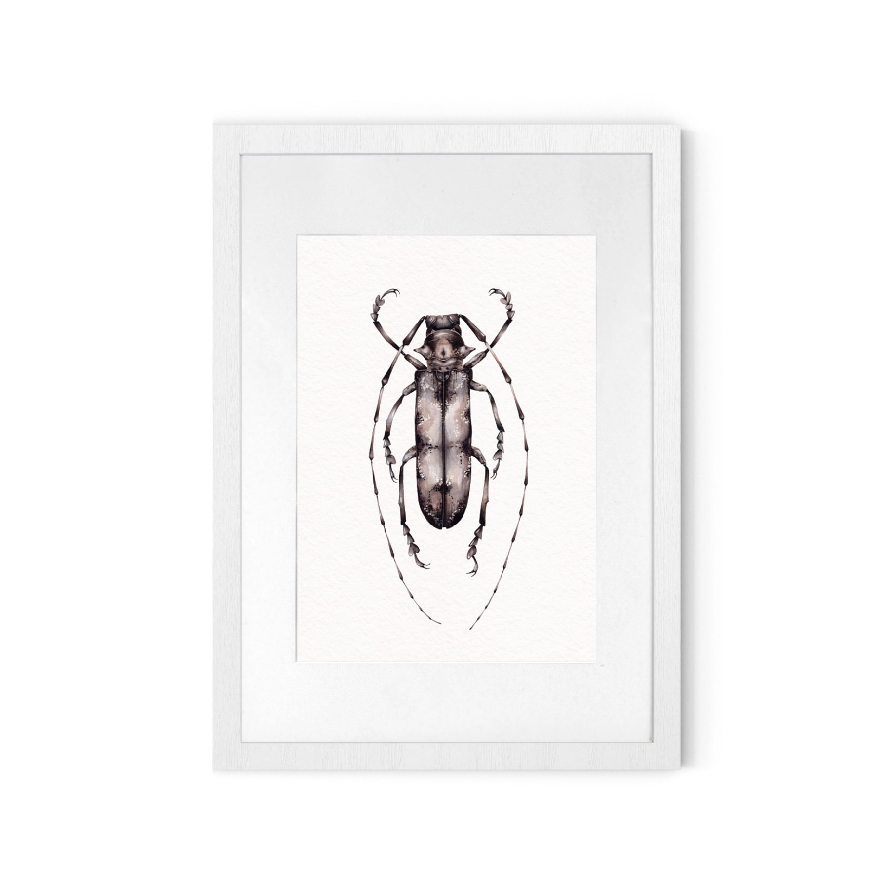 Prosopocera undulata from Tanzania Watercolour Giclée Print Prosopocera undulata from Tanzania Watercolour Giclée Print