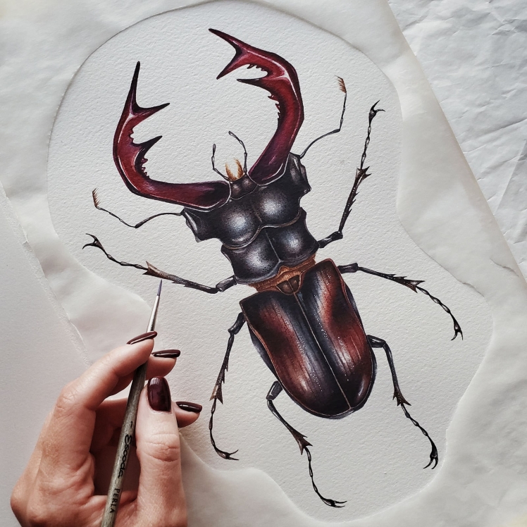 European Stag Beetle (Lucanus cervus) Watercolour Giclée Print