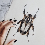 Minibeast Female Royal Goliath Beetle (Goliathus regius) Watercolour Giclée Print