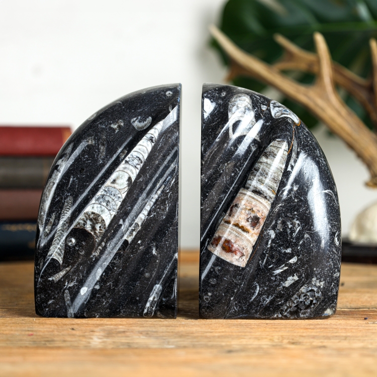 Reggilibri in marmo con Orthoceras fossilizzato