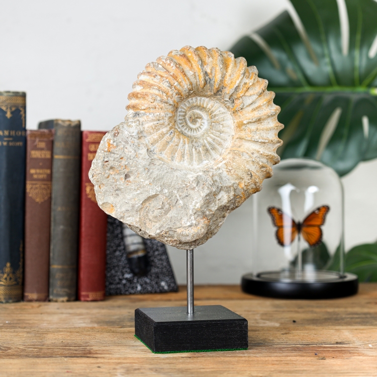 Natural Acanthoceras Ammonite Fossil on Stand (Acanthoceras sp)