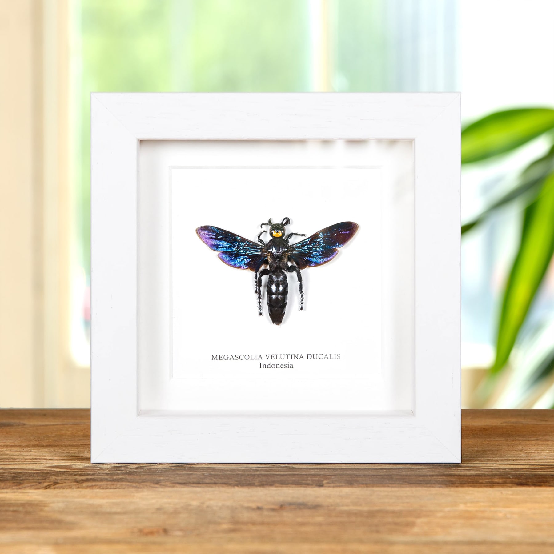 Megascolia velutina ducalis In Box Frame From indonesia