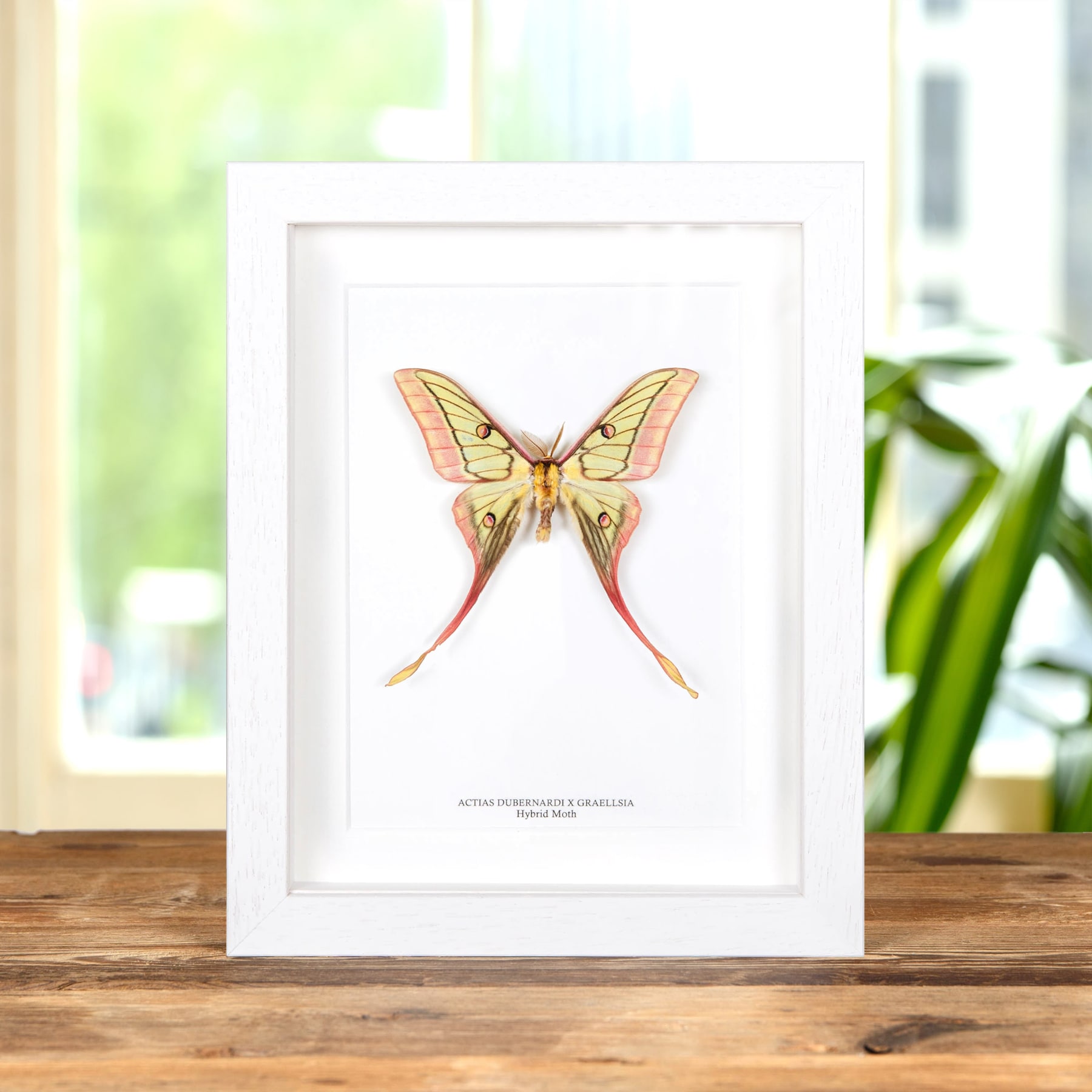 Very Rare Hybrid Moon Moth In Box Frame (Actias dubernardi x Graellsia Isabellae)