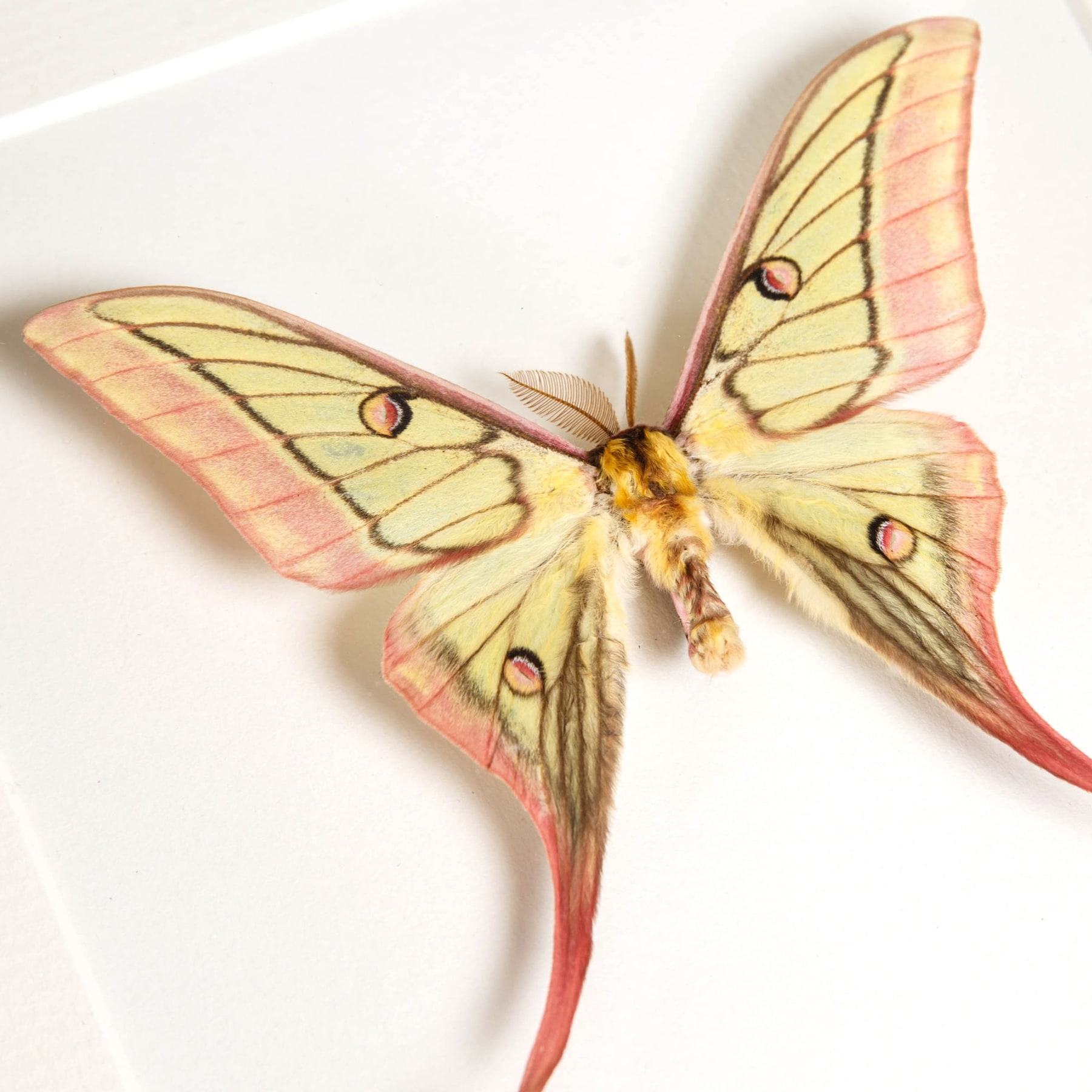 Very Rare Hybrid Moon Moth In Box Frame (Actias dubernardi x Graellsia Isabellae)