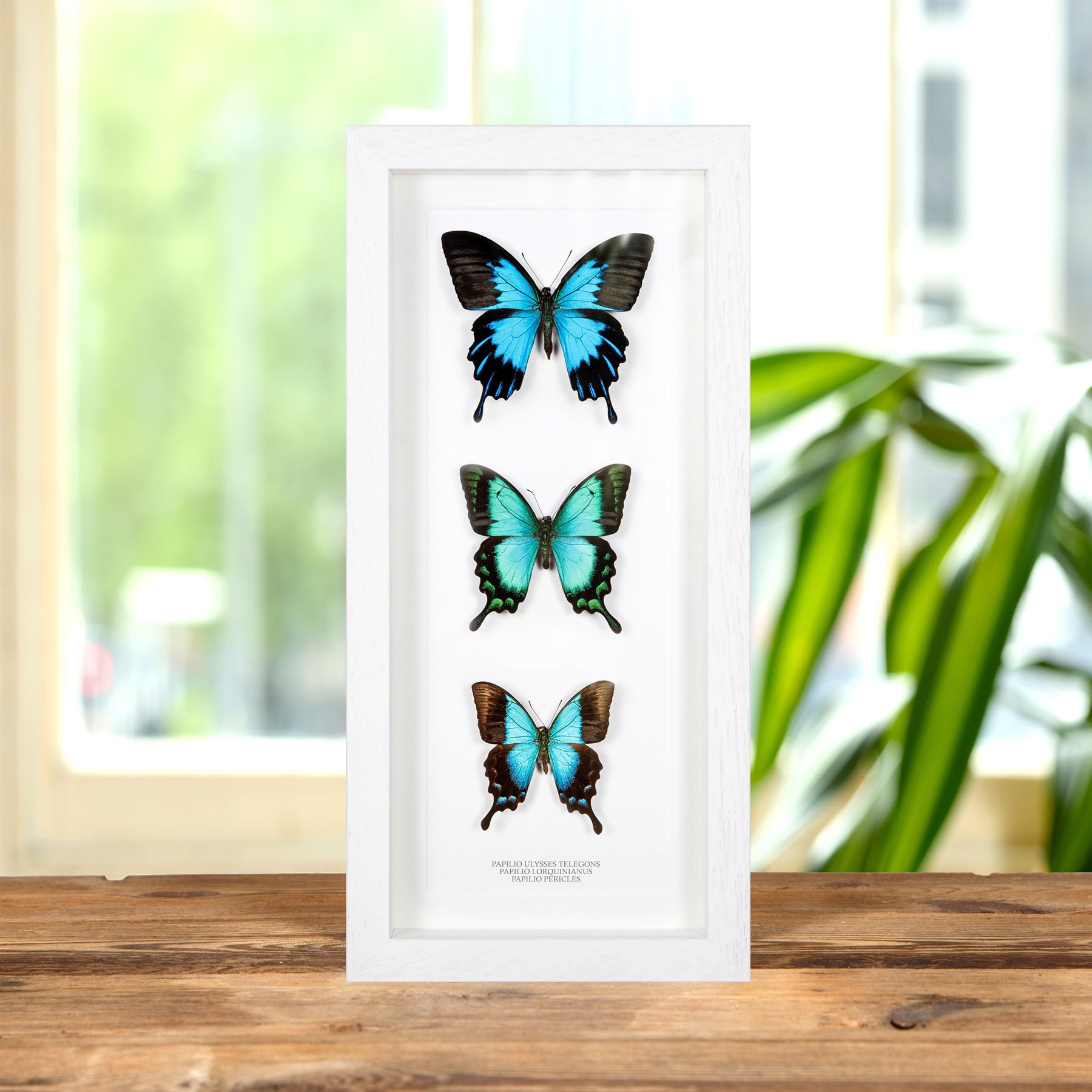 Asian Swallowtail Butterfly Trio In Box Frame (Papilio ulysses telegonus, lorquinianus & pericles)
