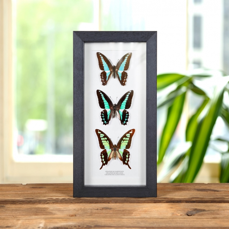 Tropical Swallowtail Trio In Box Frame (Graphium sarpedon, milons & cloanthus) 