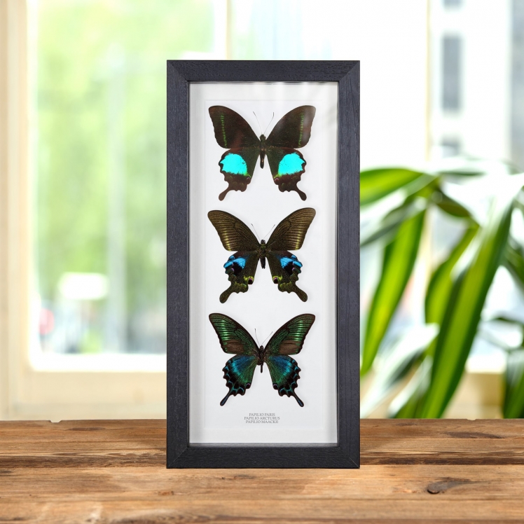 Blue Peacock Butterfly Trio In Box Frame (Papilio paris, arcturus & maackii)