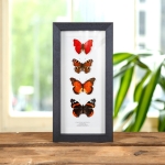 Minibeast Red Butterfly Collection In Box Frame (Cymothoe coccinta, Aglais io, Cethosia biblis & Vanessa atalanta)