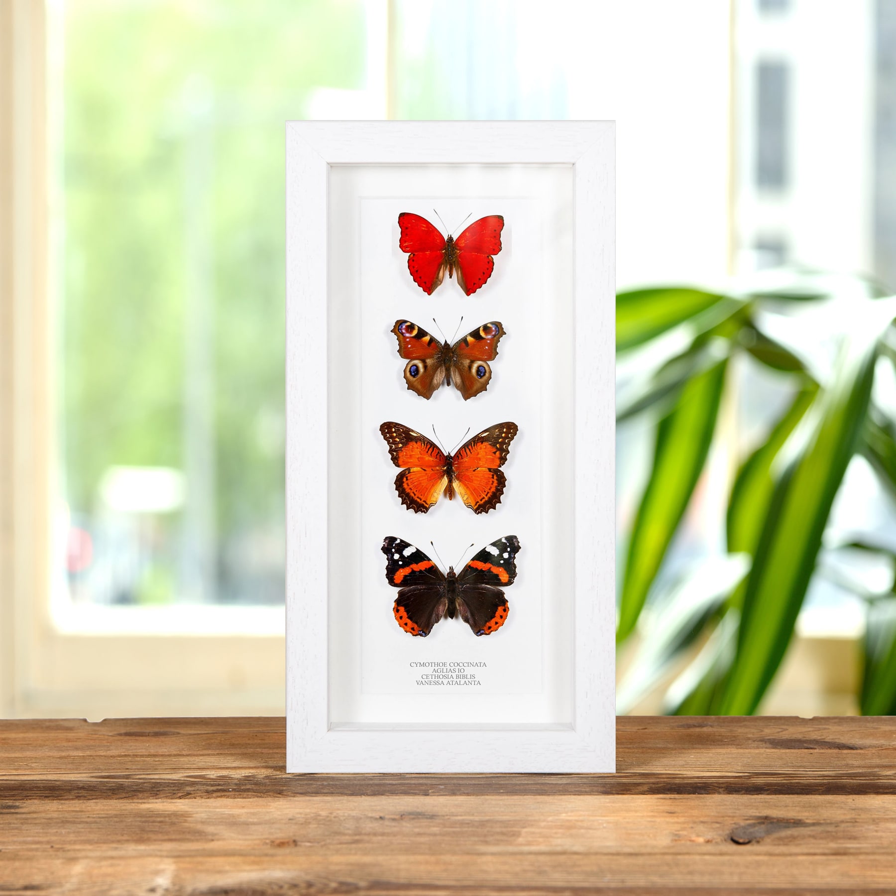 Red Butterfly Collection In Box Frame (Cymothoe coccinta, Aglais io, Cethosia biblis & Vanessa atalanta)