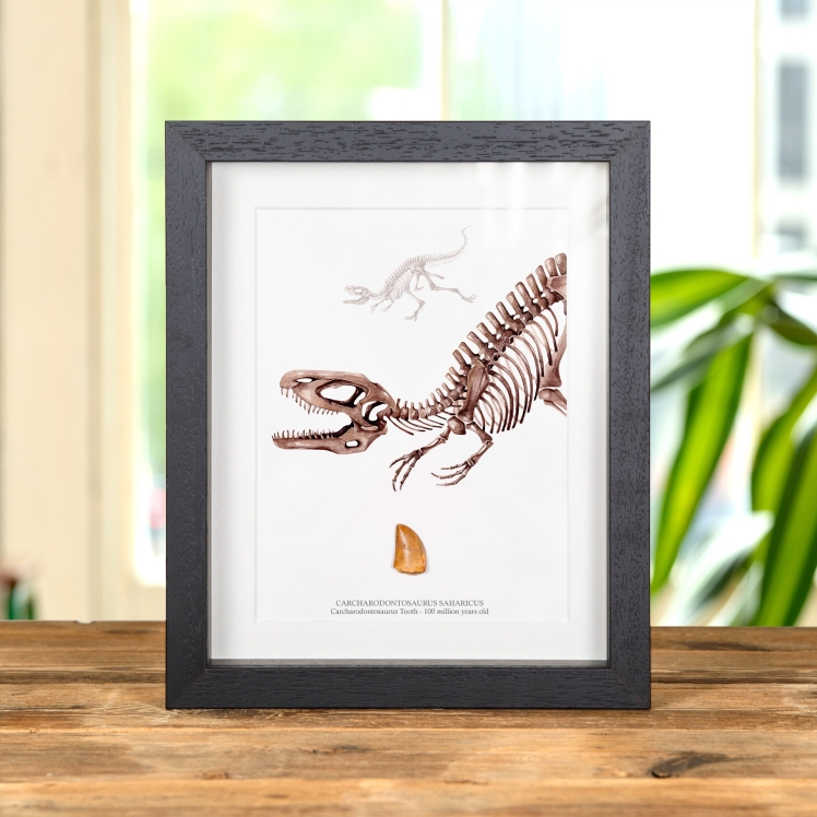 Carcharodontosaurus Dinosaur Tooth Fossil & Illustration (Carcharodontosaurus saharicus)