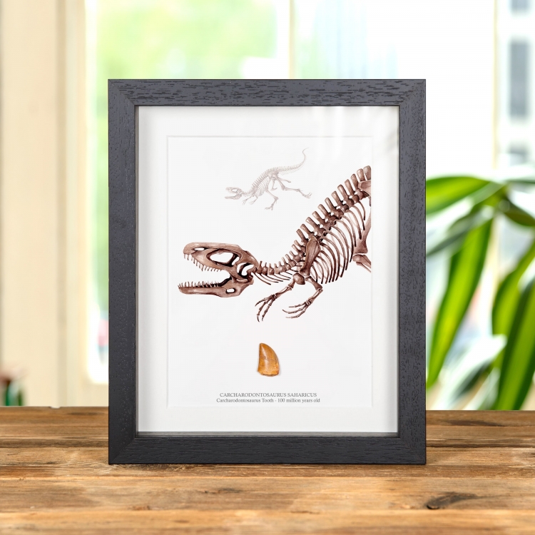 Carcharodontosaurus Dinosaur Tooth Fossil & Illustration (Carcharodontosaurus saharicus)