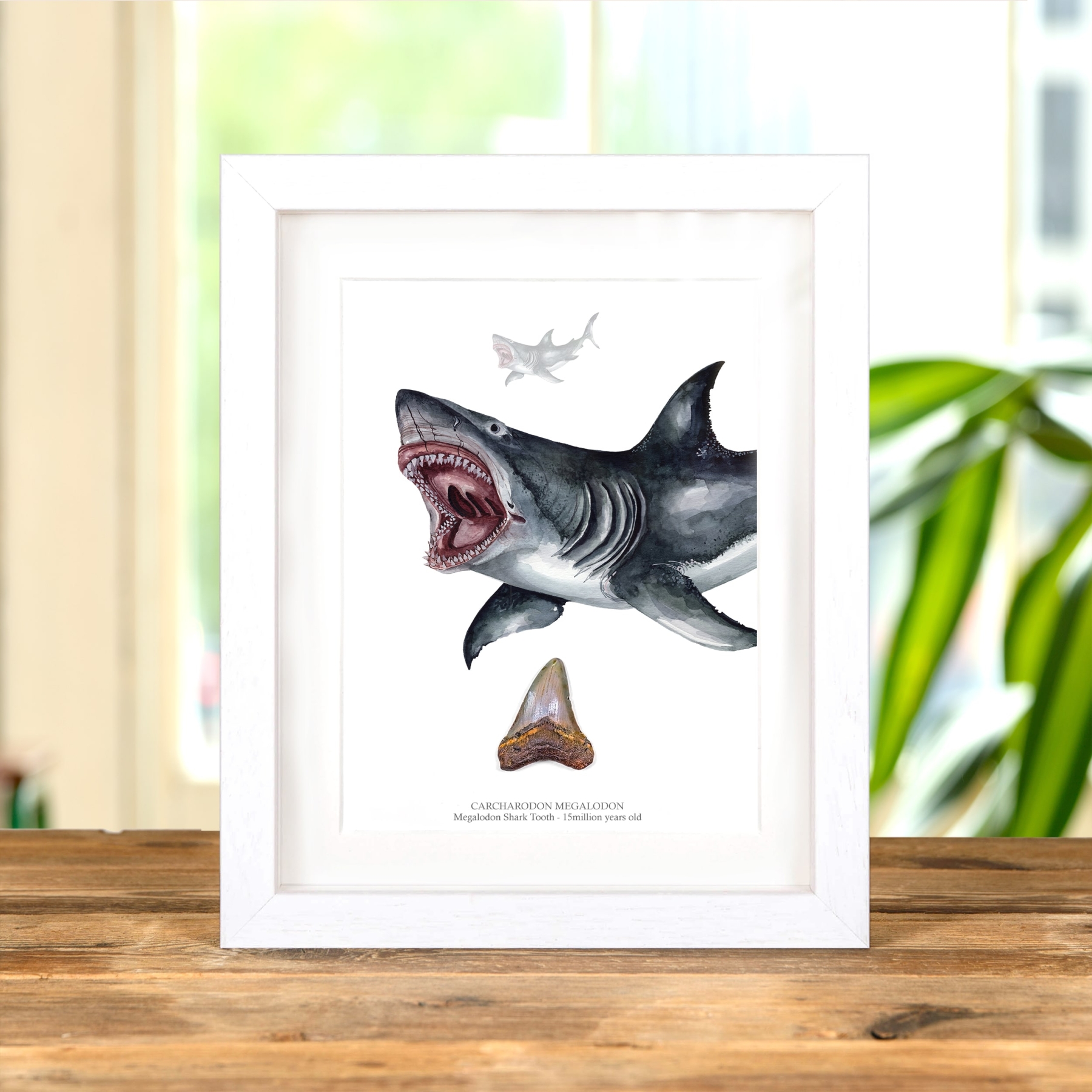 3 Inch Megalodon Shark Tooth & Close up Illustration (Carcharodon megalodon) Fossil In Box Frame