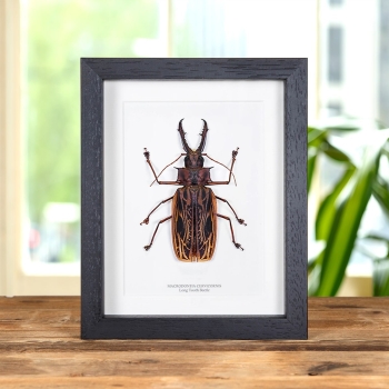 XL Sabertooth Longhorn Beetle In Box Frame (Macrodontia cervicornis)