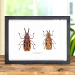 Minibeast Sabertooth Longhorn Beetle Male & Female Pair In Box Frame (Macrodontia cervicornis)