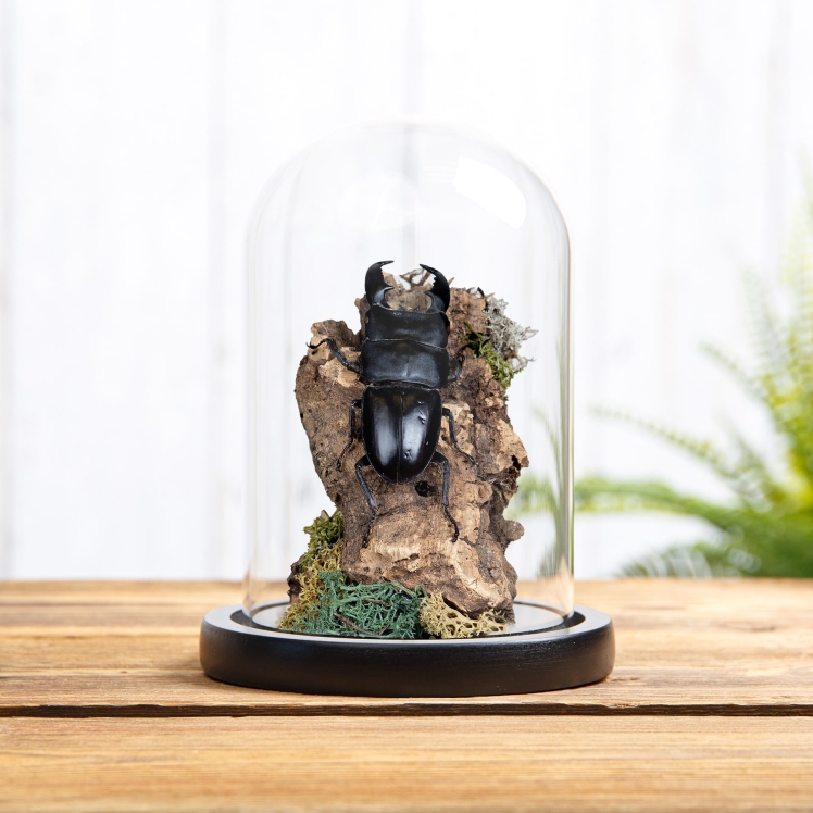 Giant Stag Beetle Still Life In Glass Dome (Dorcus titanus)
