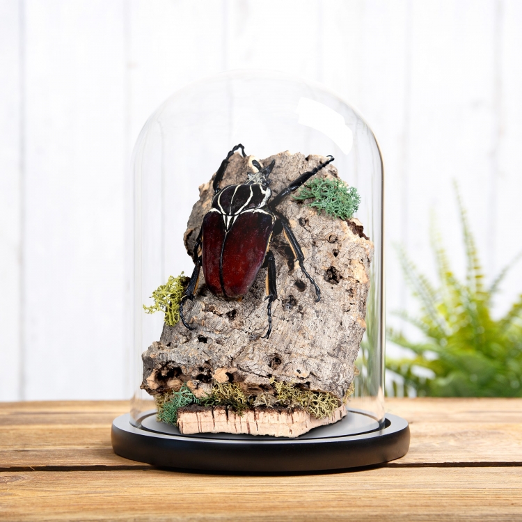 Goliath Beetle Still Life In Glass Dome (Goliathus goliatus)